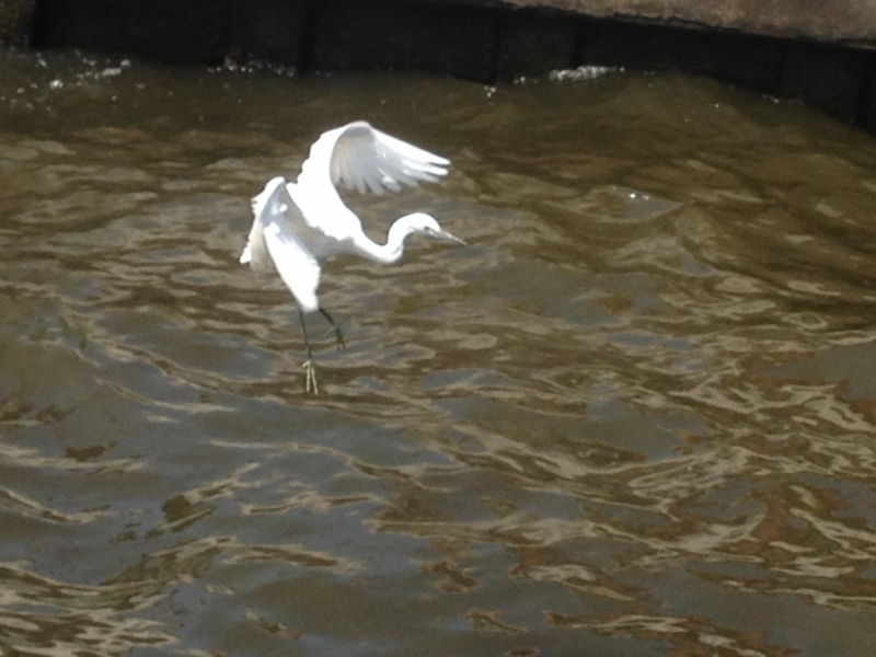 Фридайвинг-путешествие по островам: Тао - Липе - Симиланы