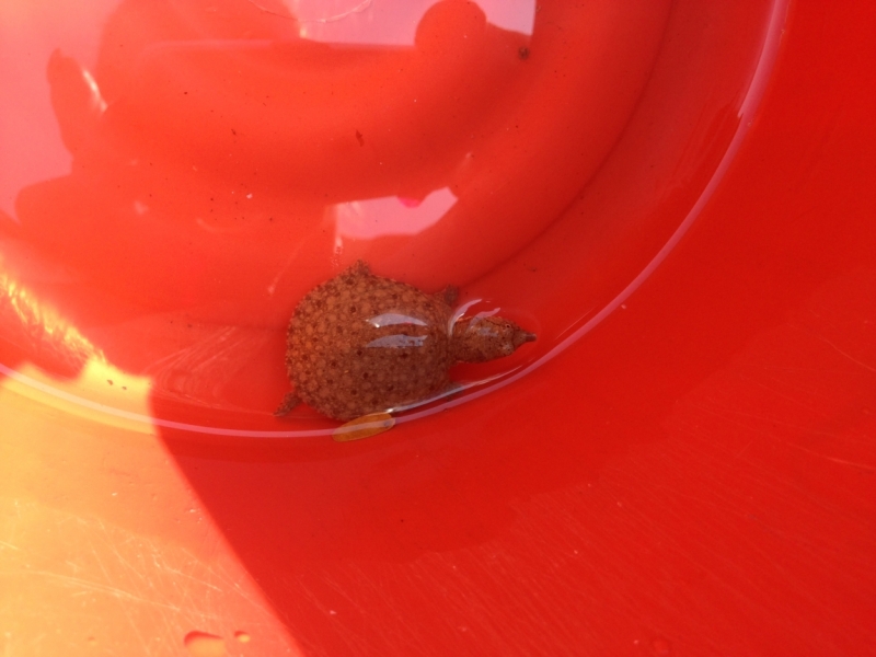 Фридайвинг-путешествие по островам: Тао - Липе - Симиланы