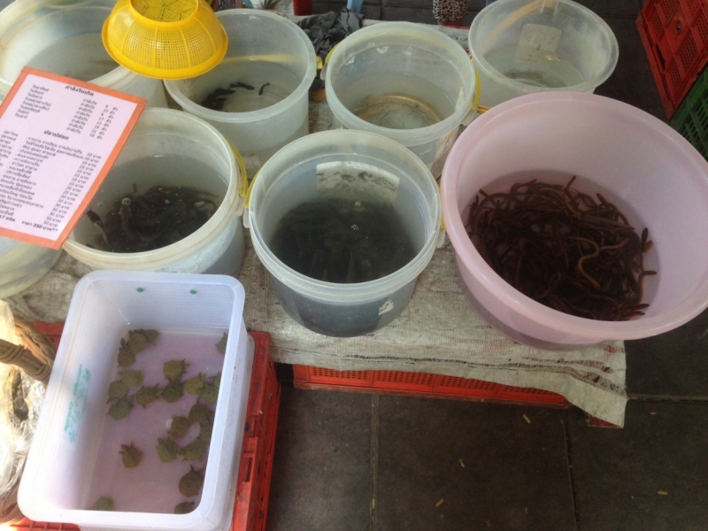 Фридайвинг-путешествие по островам: Тао - Липе - Симиланы