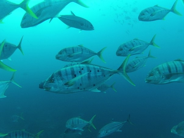 Фридайвинг-путешествие по островам: Тао - Липе - Симиланы