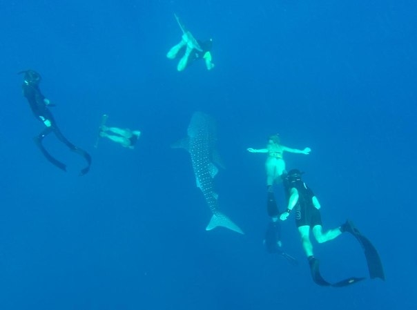 Фридайвинг-путешествие по островам: Тао - Липе - Симиланы