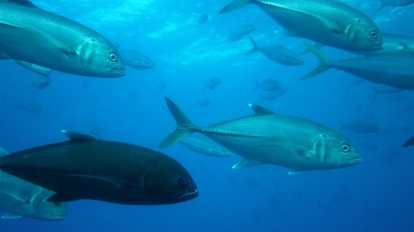 Фридайвинг-путешествие по островам: Тао - Липе - Симиланы