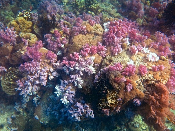 Фридайвинг-путешествие по островам: Тао - Липе - Симиланы