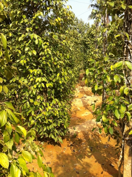 Март 2014: Фукуок- Хошимин- Начанг- Хошимин