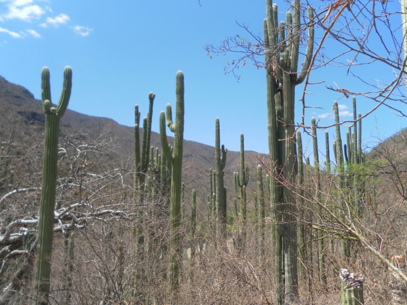 Путешествие по Мексике (март 2014 г.)