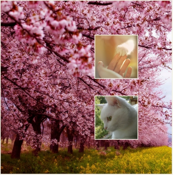 Поговорим о кошках 28