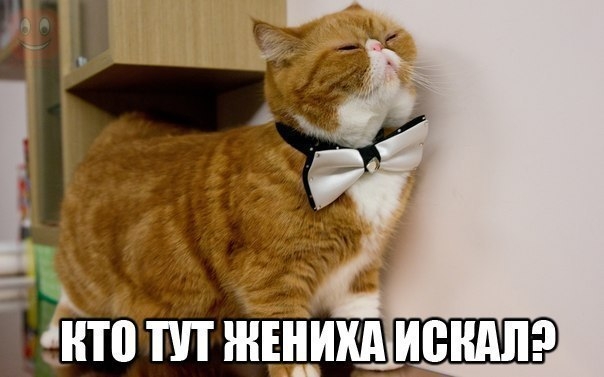 Поговорим о кошках 28