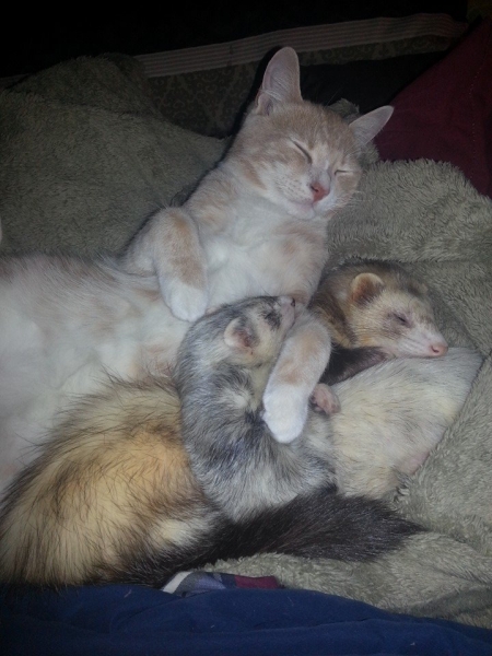 Поговорим о кошках 28