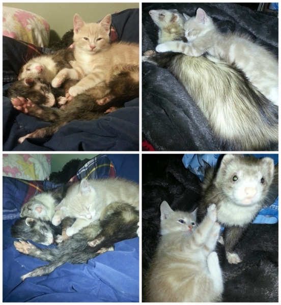 Поговорим о кошках 28