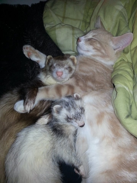 Поговорим о кошках 28