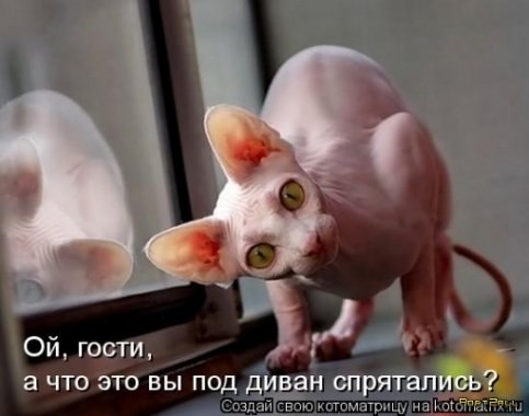 Поговорим о кошках 28