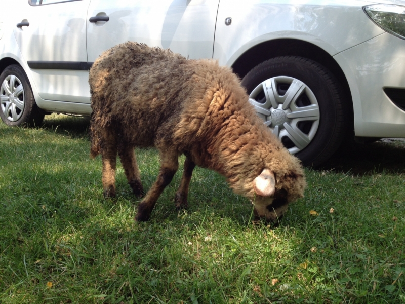 Сербия и Черногория на машине летом 2013 г.