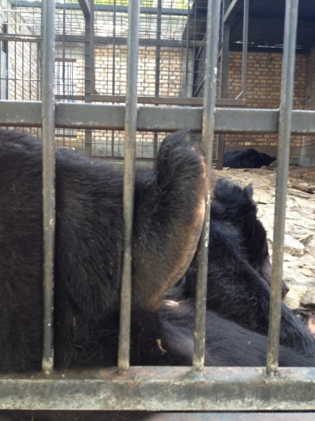 Сербия и Черногория на машине летом 2013 г.