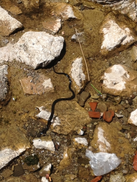 Сербия и Черногория на машине летом 2013 г.