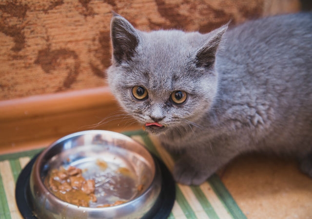 Поговорим о кошках 28