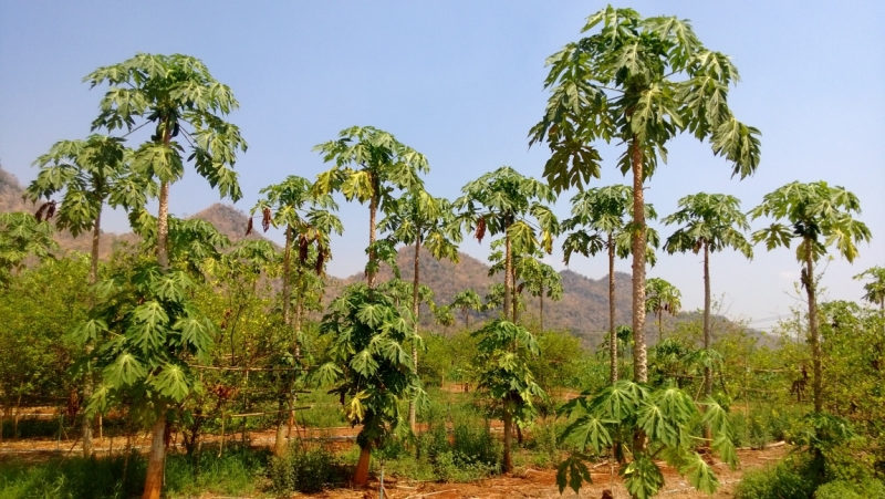 Банкок-Краби. Банкок-Канчанабури-Аюттая-Краби