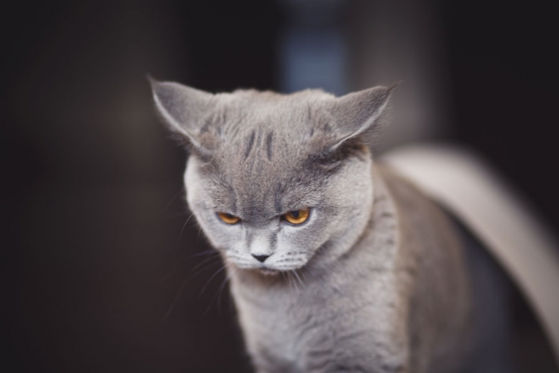 Поговорим о кошках 28