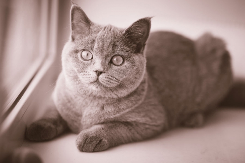 Поговорим о кошках 28