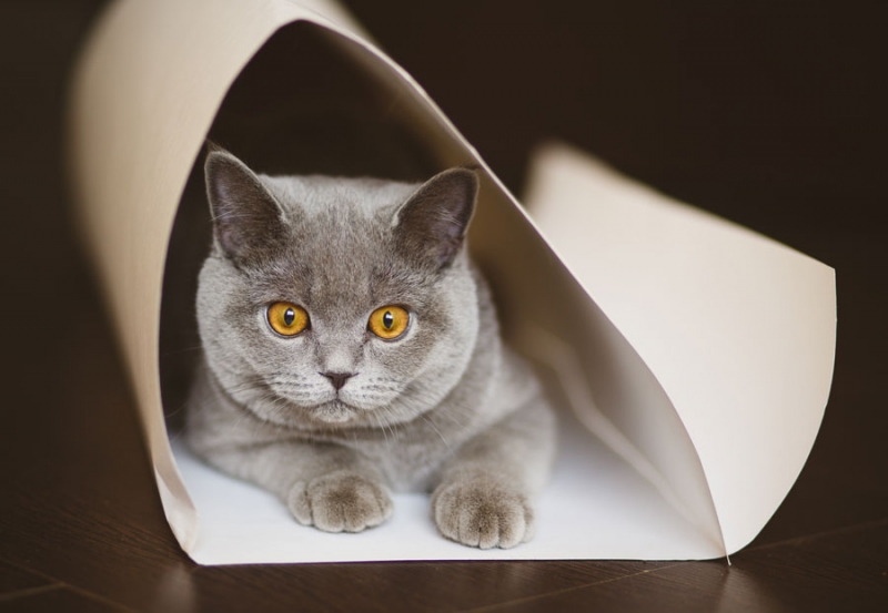 Поговорим о кошках 28