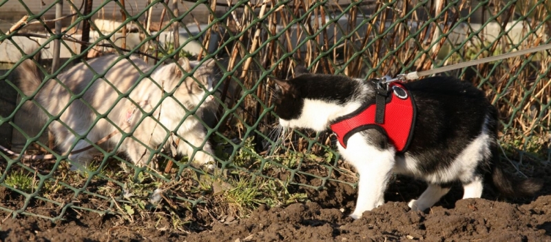 Поговорим о кошках 28