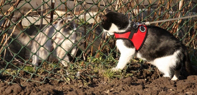 Поговорим о кошках 28