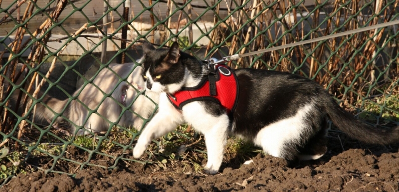 Поговорим о кошках 28