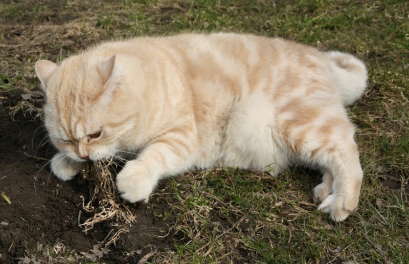 Поговорим о кошках 28