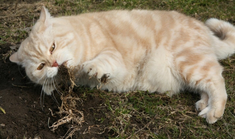 Поговорим о кошках 28