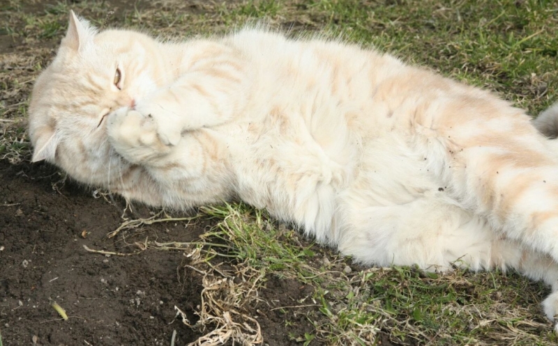 Поговорим о кошках 28