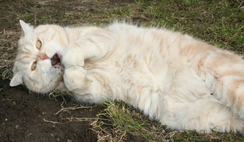 Поговорим о кошках 28