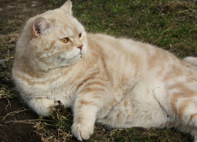 Поговорим о кошках 28