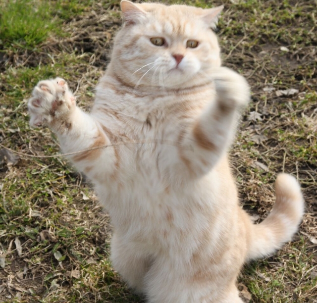 Поговорим о кошках 28