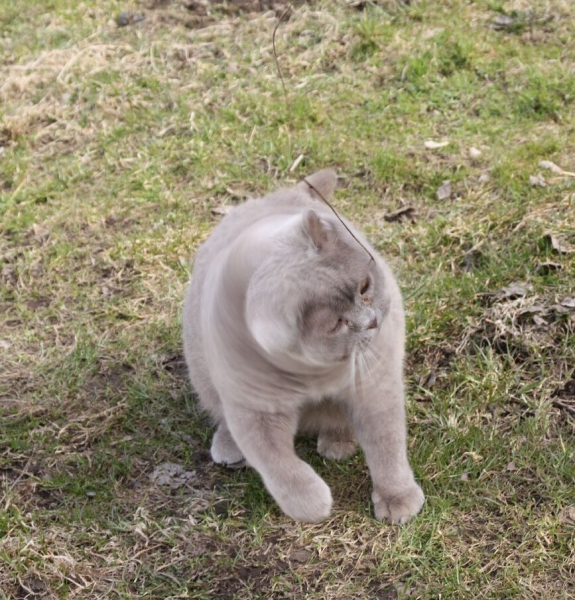 Поговорим о кошках 28