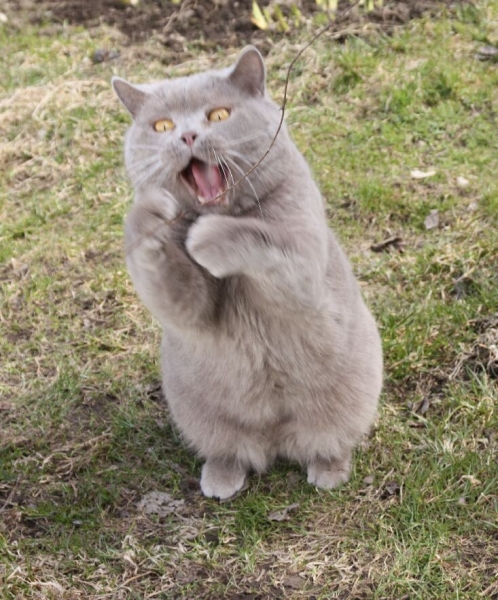 Поговорим о кошках 28