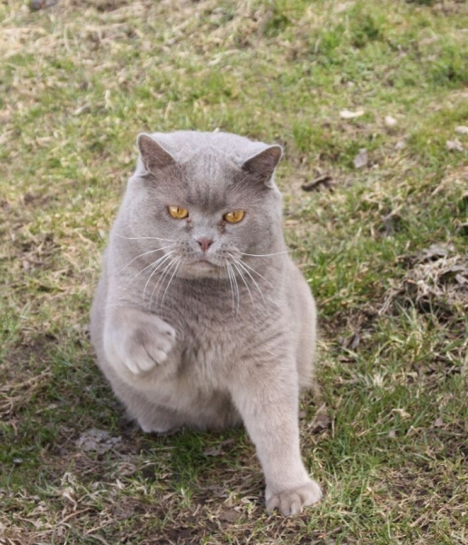 Поговорим о кошках 28