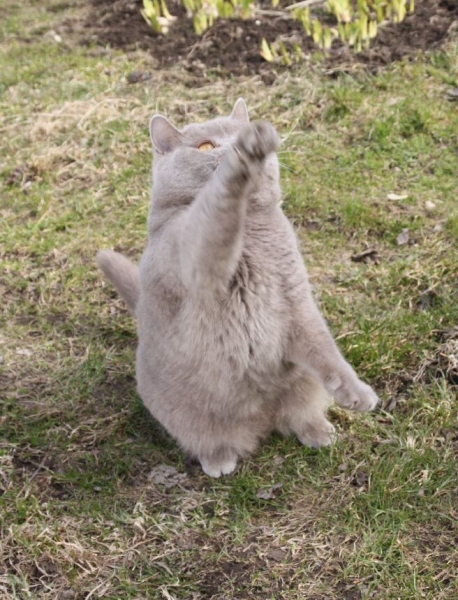 Поговорим о кошках 28