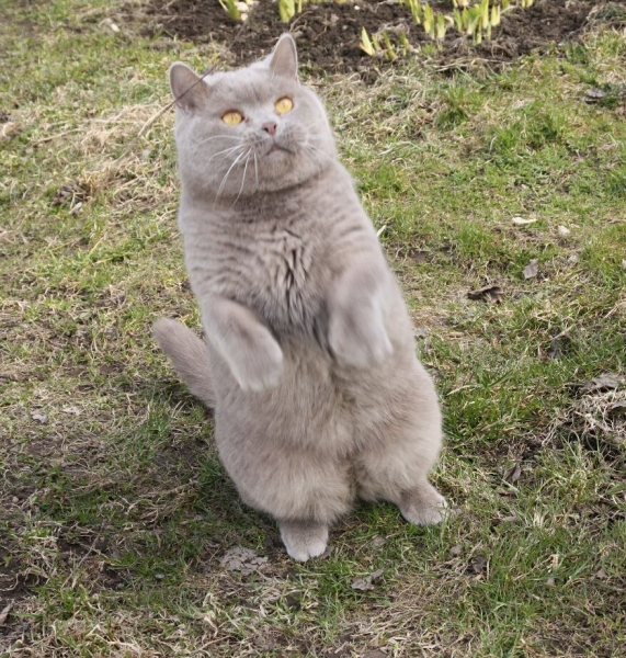 Поговорим о кошках 28