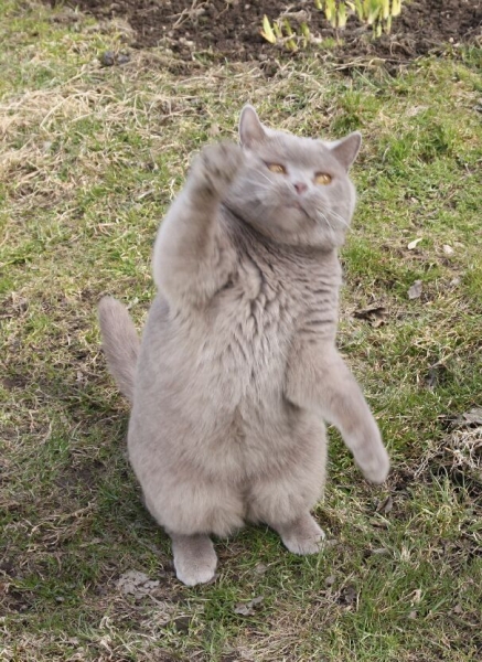 Поговорим о кошках 28