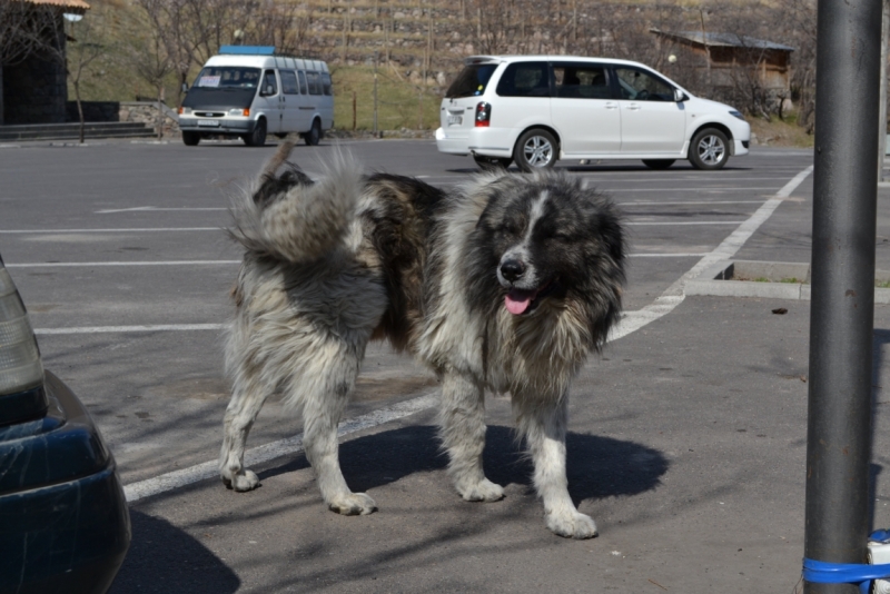 Грузинская сказка в марте 2014.