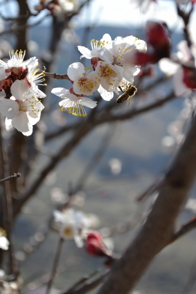 Грузинская сказка в марте 2014.