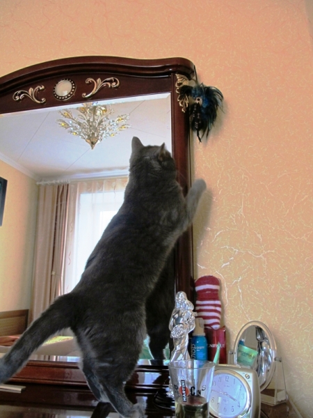 Поговорим о кошках 28