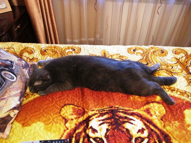 Поговорим о кошках 28