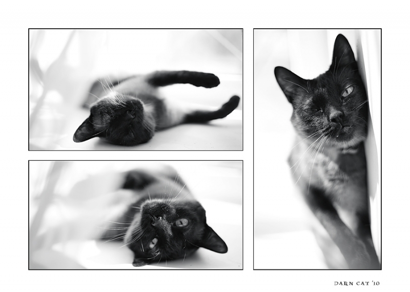 Поговорим о кошках 28