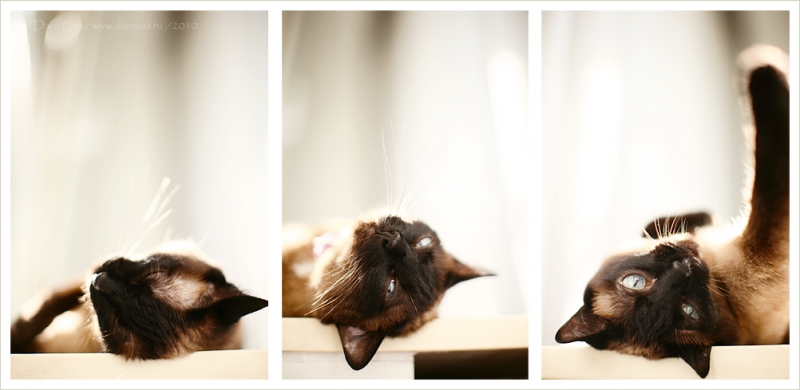 Поговорим о кошках 28