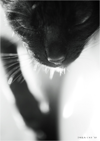 Поговорим о кошках 28