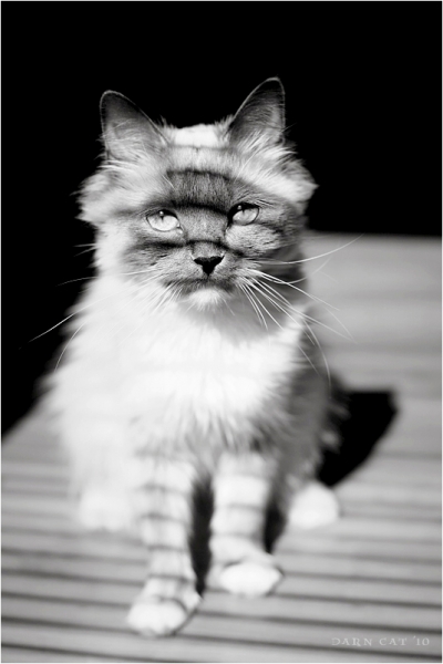 Поговорим о кошках 28