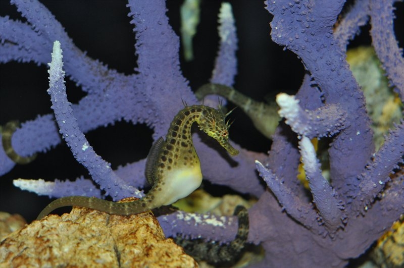 Бангкок, Сием Риеп, Рейли (2013)