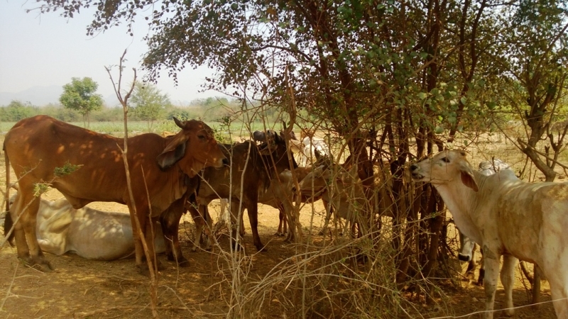 Банкок-Краби. Банкок-Канчанабури-Аюттая-Краби