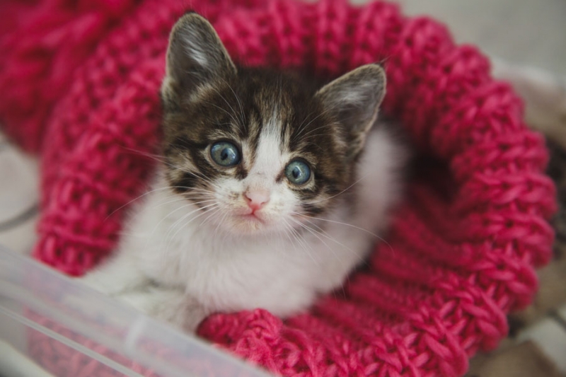 Поговорим о кошках 28