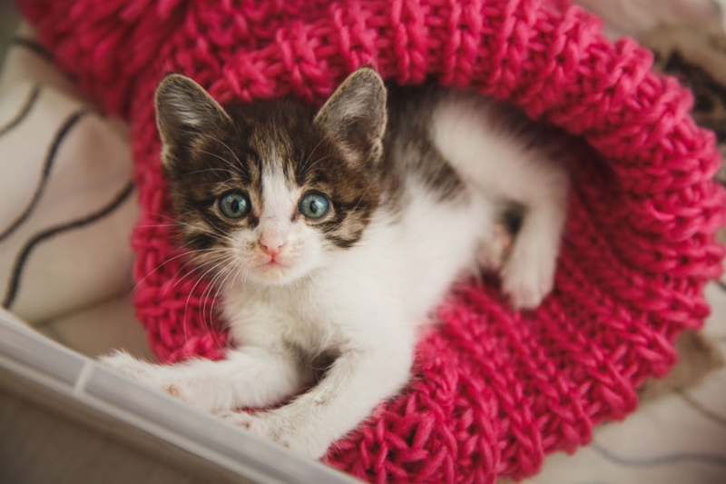 Поговорим о кошках 28